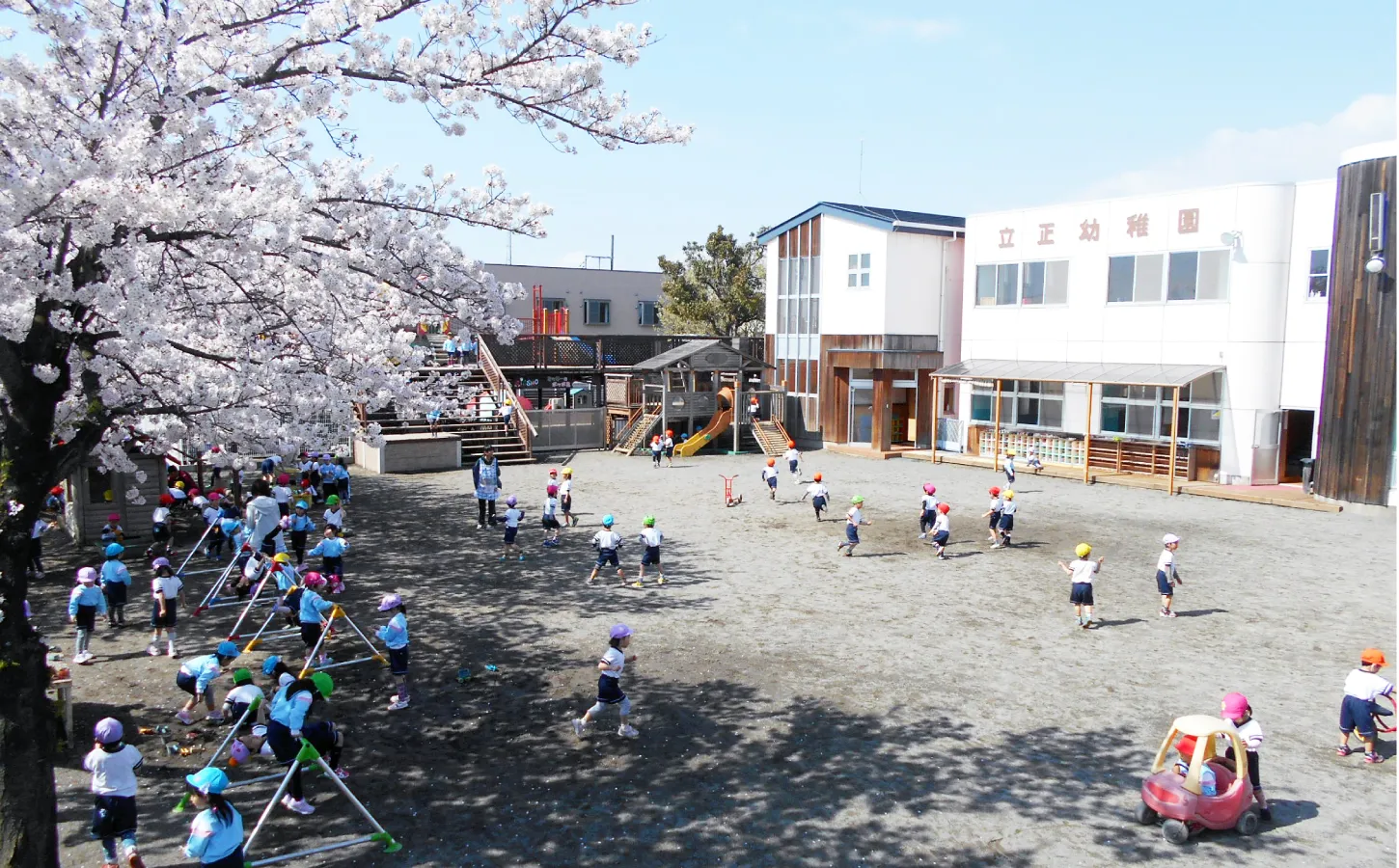 満開の桜と園舎、園庭で遊ぶ園児たち