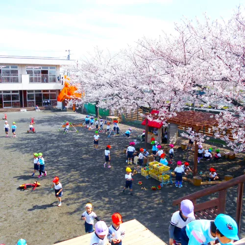桜が咲く園庭の遊具で遊ぶ園児たち